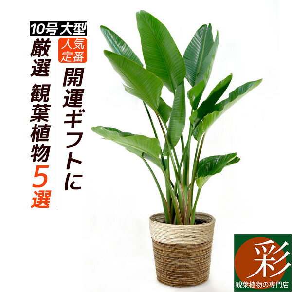 観葉植物 5種類の樹種から選べる 10号 鉢カバー付セット 幸福の木 ストレリチア オーガスタ ユッカ エレファンティペス ホンコンカポック フィカスロブスター インテリア おしゃれ 開店祝い 大型 ゴムの木のレビュー クチコミとして参考になる投稿3枚 Roomclip 観葉植物 5種類の樹種から選べる 10号 鉢カバー付セット 幸福の木 ストレリチア オーガスタ ユッカ エレファンティペス ホンコンカポック フィカスロブスター インテリア おしゃれ 開店祝い 大型 ゴムの木のレビュー クチコミとして参考になる投稿3枚 Roomclip