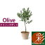 【屋外用】オリーブ テラコッタポット オリーブの木 鉢植え 苗 観葉植物 おしゃれ インテリア 開店祝い お祝い 新築祝い 父の日