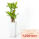 ◆限定クーポン配布中◆観葉植物 幸福の木(ドラセナ・マッサンゲアナ) スクエア白陶器 送料無料 開店祝い お祝い 大型 インテリア アジアン 観葉植物