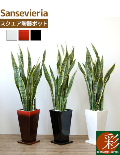 サンスベリア 通販 おしゃれなおすすめ観葉植物ランキング6位 サンスベリア 通販 おしゃれなおすすめ観葉植物ランキング6位