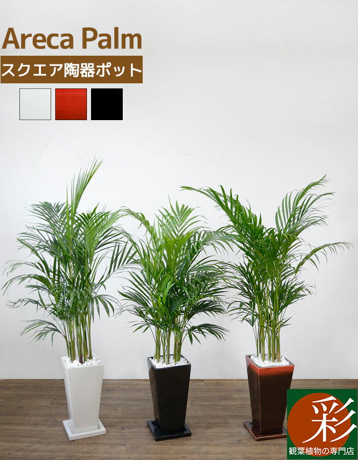 観葉植物 アレカヤシ 選べる3色 スクエア陶器 インテリア アジアン おしゃれ 引越し祝い 開店祝い 移転祝い 新築祝い…