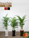 【29日まで母の日ギフトポイント2倍】観葉植物 アレカヤシ 選べる3色 スクエア陶器 インテリア アジアン おしゃれ 引越し祝い 開店祝い 移転祝い 新築祝い お祝い 観葉植物 大型 室内 オフィス ギフト プレゼント 花 母の日