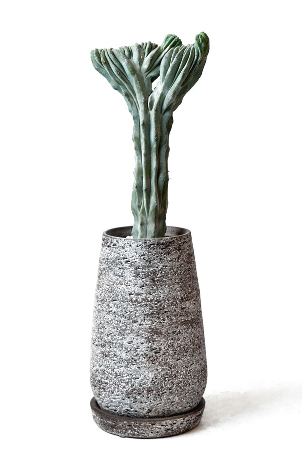 観葉植物 人気の柱サボテン竜神木（リュウジンボク）綴化 ファイバーエッグポット ミルチロカクタス 珍奇植物 現品 インテリア 開店祝い 移転祝い お祝い 新築祝い 室内 オフィス ギフト プレゼントのサムネイル