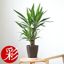 観葉植物 ユッカ・エレファンティペス 6号鉢 鉢カバーオプション 大型 青年の木 観葉植物 ユッカ 本物 お祝い 開店祝い 移転祝い 新築祝い 室内 オフィス ...