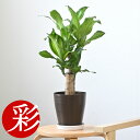 【16日01:59までポイント2倍】観葉植物 幸福の木 6号鉢 鉢カバーオプション 大型 本物 ドラセナ・マッサンゲアナ 観葉植物 インテリア お祝い 開店祝い...