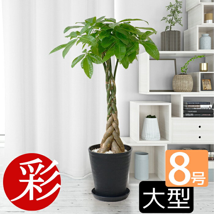 バキラ 観葉植物 選べる セラアート鉢 8号鉢 パキラ ゲッキツ サンスベリア アレカヤシ ポトス ヘゴ仕立て ガジュマルの木 ウンベラータ 大型 おしゃれ 花 ブラック ホワイト 室内 オフィス お祝い ギフト プレゼント 父の日