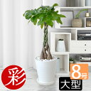 ポトス タワー仕立て 観葉植物 パキラ ガジュマルの木 観葉植物 8号鉢 本物 選べる セラアート鉢 ゲッキツ サンスベリア アレカヤシ ウンベラータ 大型 お...