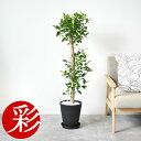【27日09:59までポイント2倍】観葉植物 ガジュマル(直幹) セラアート鉢 8号鉢 大型 本物 多幸の木 観葉植物 フィカス属 インテリア 引越し祝い 開店...