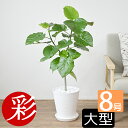 観葉植物（売れ筋ランキング） 【6日まで母の日ギフトポイント2倍】観葉植物 選べる セラアート鉢 8号鉢 フィカス・ウンベラータ ゲッキツ シルクジャスミン パキラ サンスベリア アレカヤシ ガジュマルの木 ポトス 大型 インテリア おしゃれ 花 ブラック ホワイト ギフト プレゼント 母の日