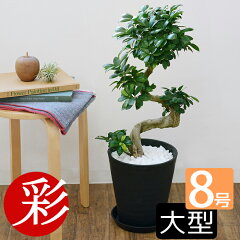 https://thumbnail.image.rakuten.co.jp/@0_mall/saisyokukenbi/cabinet/tmb/cr060009_tmba.jpg