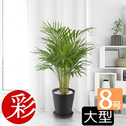 アレカヤシ 観葉植物 【6日まで母の日ギフトポイント2倍】観葉植物 アレカヤシ セラアート鉢 8号鉢 大型 インテリア 開店祝い 移転祝い お祝い 新築祝い ブラック ホワイト おしゃれ セラート鉢 室内 オフィス ギフト プレゼント 母の日