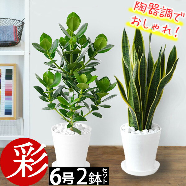 ウンベラータ 観葉植物 2鉢セット 6号+6号 セラアート鉢 モンステラ サンスベリア 幸福の木 ウンベラータ クルシア・ロゼア ユッカ アレカヤシ アンスリウム おしゃれ ブラック ホワイト セラート鉢 室内 オフィス ギフト プレゼント 父の日