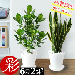 https://thumbnail.image.rakuten.co.jp/@0_mall/saisyokukenbi/cabinet/tmb/cr070000_tmb.jpg