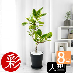 https://thumbnail.image.rakuten.co.jp/@0_mall/saisyokukenbi/cabinet/tmb/cr080001_tmba.jpg