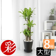 https://thumbnail.image.rakuten.co.jp/@0_mall/saisyokukenbi/cabinet/tmb/cr080003_tmba.jpg