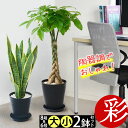 観葉植物 送料無料2鉢セット 8号鉢+6号鉢 セラアート鉢 モンステラ 幸福の木 パキラ ウンベラータ サンスベリア ポトス ガジュマル アレカヤシ シルクジャスミン ブラック ホワイト 大型 インテリア 開店祝い 移転祝い 福袋 おしゃれ 室内 ギフト 母の日 プレゼント