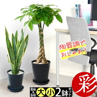 観葉植物 2鉢セット 8号鉢+6号鉢 セラアート鉢 モンステラ 幸福の木 パキラ サンス...