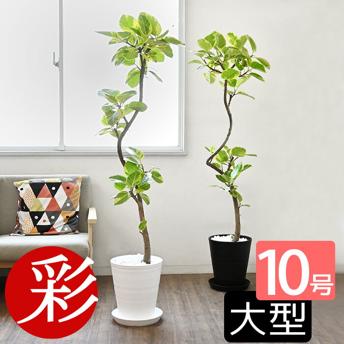 【16日1:59までポイント5倍】観葉植物 フィカス・アルテシーマ・バリエガータ セラアート鉢 10号鉢 大型 インテリア 開店祝い 移転祝い お祝い 新築 祝い ブラック ホワイト セラート鉢 室内 オフィス ギフト プレゼント 花 母の日