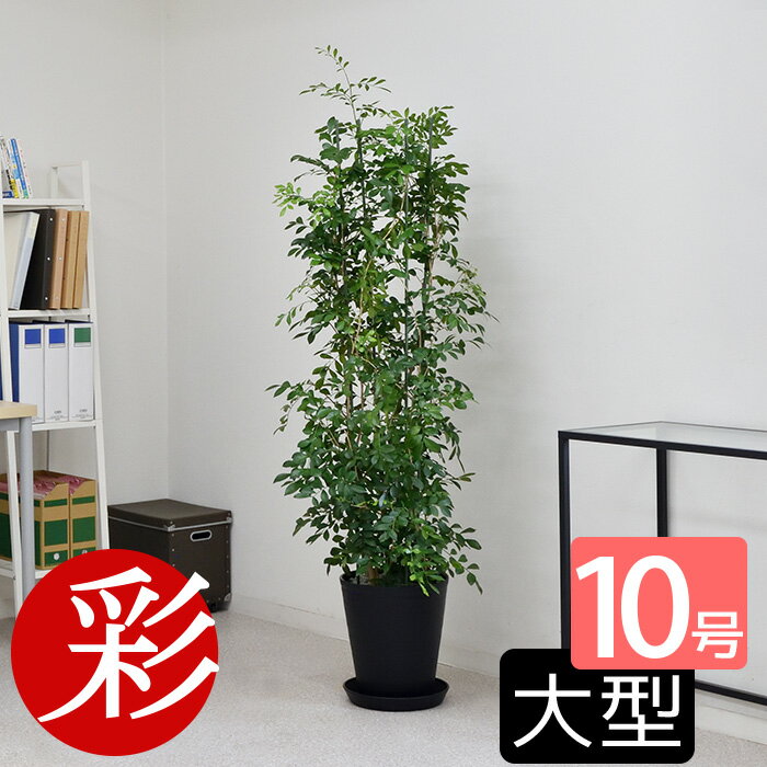 【16日1:59までポイント5倍】観葉植物 ゲッキツ（シルクジャスミン） セラアート鉢 10号鉢 大型 インテリア おしゃれ 引越し祝い 新築祝い 観葉植物 開店祝いに ブラック ホワイト セラート鉢 室内 オフィス ギフト プレゼント 花 母の日