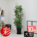 【11日01:59までポイント2倍】シルクジャスミン 観葉植物 ゲッキツ 10号鉢 セラアート鉢 観葉植物 ゲッキツ(シルクジャスミン) 本物 大型 インテリア...