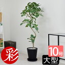 【11日01:59までポイント2倍】観葉植物 本物 フィカス・ベンガレンシス セラアート鉢 10号鉢 曲がり樹形 ベンガルボダイジュ 大型 インテリア おしゃれ...