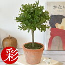 【16日01:59までポイント2倍】人工観葉植物 ミニ フェイクグリーン ボックスウッド トピアリー (ツゲ) 高さ29cm おしゃれ インテリア 小さい 卓上...