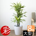 【11日01:59までポイント2倍】観葉植物 ドラセナ・ワーネッキー・レモンライム 8号鉢 大型 本物 鉢カバー付 プランターカバー・ガルボ 観葉植物 ドラセナ...