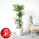 観葉植物 ガジュマル 8号鉢 大型 鉢カバー付 プランターカバー・ガルボ 本物 多幸の木 観葉植物 フィカス属 インテリア 開店祝い 移転祝い お祝い 新築祝い...