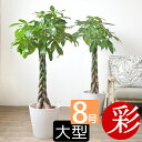 【29日まで母の日ギフトポイント2倍】観葉植物 パキラ 8号鉢 鉢カバー付 プランターカバー・ガルボ インテリア 開店祝い 移転祝い お祝い 新築祝い アジアン おしゃれ 室内 オフィス ギフト プレゼント 花 母の日