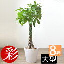 【16日01:59までポイント2倍】パキラ 観葉植物 8号鉢 プランターカバー・ガルボ 鉢カバー付 本物 お祝い インテリア パキラ 観葉植物 開店祝い 移転祝...