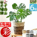 観葉植物（売れ筋ランキング） 【27日9:59までポイント3倍】選べる 6号鉢 観葉植物 鉢カバー付き モンステラ サンスベリア ユッカ 幸福の木 クルシア ザミオクルカス アレカヤシ アンスリウム ドラセナ・ジェレ インテリア 開店祝い 移転祝い おしゃれ 花 室内 ギフト プレゼント 花 母の日