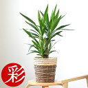 【6日まで母の日ギフトポイント2倍】観葉植物 ユッカ・エレファンティペス 6号鉢 選べる鉢カバー付き モダン トロピカル インテリア スタイリッシュ アジアン おしゃれ 引越し祝い 開店祝い 移転祝い 新築祝い お祝い 花 室内 オフィス ギフト プレゼント 母の日