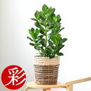 【11日01:59までポイント2倍】観葉植物 クルシア・ロゼア 6号鉢 鉢カバー付き 本物 大型 観葉植物 クルシャ ロゼア お祝い 開店祝い 移転祝い 新築祝...
