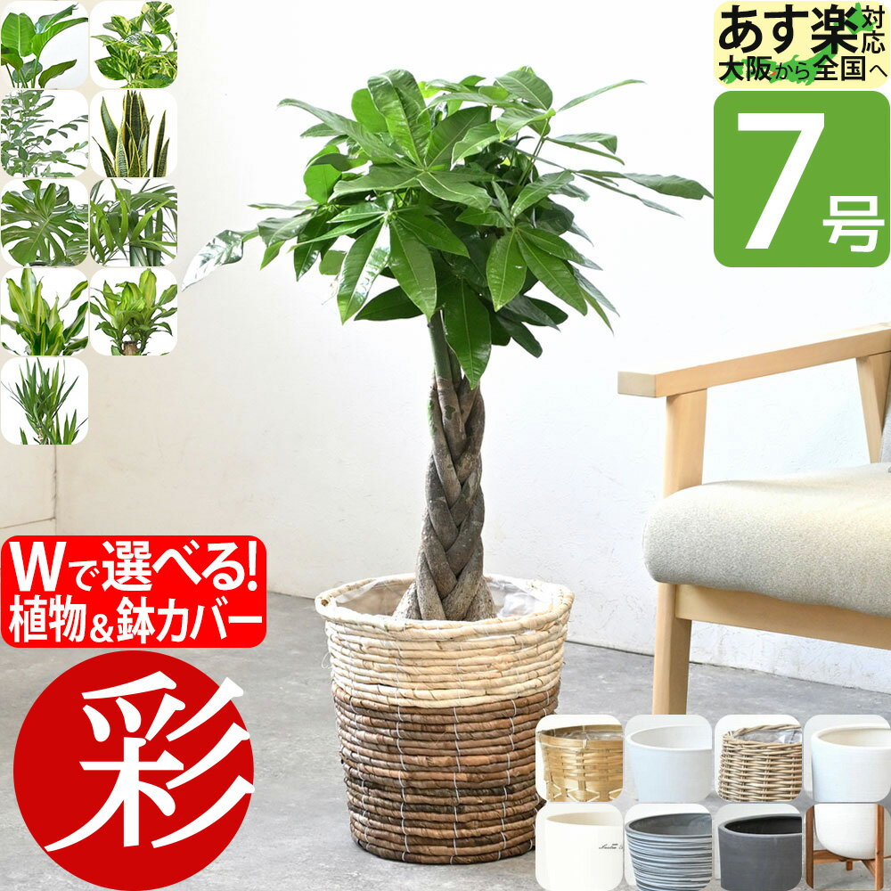 選べる 7号鉢 観葉植物 鉢カバー付