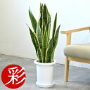 【16日01:59までポイント2倍】観葉植物 サンスベリア・ローレンティー 7号鉢 鉢カバーオプション 大型 本物 観葉植物 サンセベリア ローレンチー お祝い...