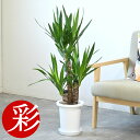 【11日まで最大7%引クーポン配布中】観葉植物 ユッカ・エレファンティペス 7号鉢 鉢カバーオプション 大型 青年の木 観葉植物 ユッカ 本物 お祝い 開店祝い...