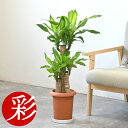 幸福の木 観葉植物 【29日まで母の日ギフトポイント2倍】観葉植物 幸福の木（ドラセナ・マッサンゲアナ） 7号鉢 鉢カバーオプション大型 お祝い 開店祝い 移転祝い 新築祝い おしゃれ 室内 オフィス ギフト プレゼント 花 母の日