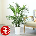 ヤシ 【6日まで母の日ギフトポイント2倍】観葉植物 メキシコ ケンチャヤシ 7号鉢 鉢カバーオプション 大型 お祝い 開店祝い 移転祝い 新築祝い 室内 オフィス ギフト プレゼント 母の日