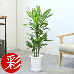 https://thumbnail.image.rakuten.co.jp/@0_mall/saisyokukenbi/cabinet/tmb/km040011_tmb.jpg