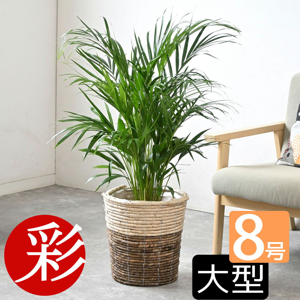 楽天市場】ヤシ の 木の通販 楽天市場】ヤシ の 木の通販