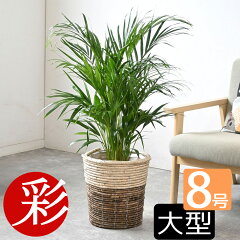 https://thumbnail.image.rakuten.co.jp/@0_mall/saisyokukenbi/cabinet/tmb/km060001_tmbc.jpg