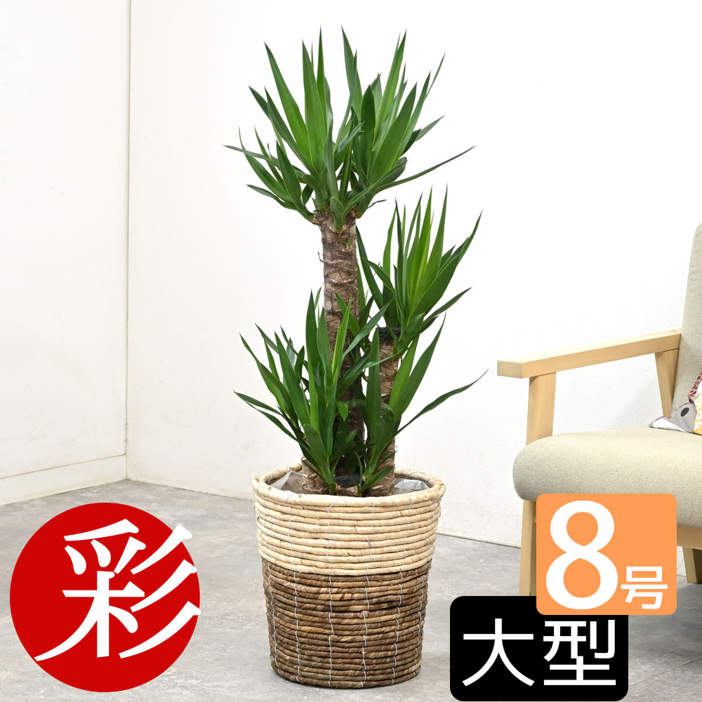 【16日1:59までポイント4倍】観葉植物 寒さに強い ユッカ・エレファンティペス 8号鉢 選べる鉢カバー付 インテリア アジアン 開店祝い 移転祝い お祝い 大型 観葉植物 室内 オフィス ギフト プレゼント 母の日