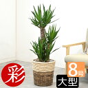 観葉植物 寒さに強い ユッカ・エレファンティペス 8号鉢 選べる鉢カバー付 インテリア アジアン 開店祝い 移転祝い お祝い 大型 観葉植物 室内 オフィス ギフト プレゼント 花 母の日