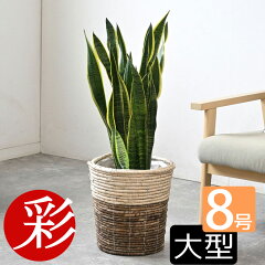 https://thumbnail.image.rakuten.co.jp/@0_mall/saisyokukenbi/cabinet/tmb/km060003_tmbc.jpg