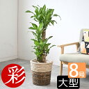 送料無料 選べる おしゃれ 観葉植物 ミニ 幸福をもたらす精霊が住む木 ガジュマルの木 鉢植え 誕生日プレゼント 男性 女性 祖父 母 女友達 定年 退職祝い 父 お祝い 卒業祝い 入学祝い お誕生日 がじゅまる 贈り物 新築祝い 引越し祝い 友人 【即日発送】