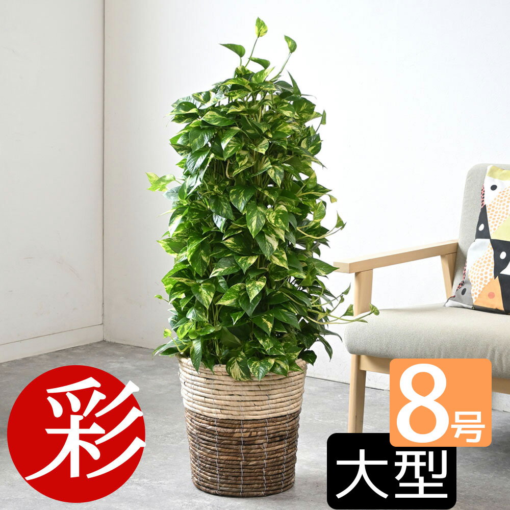 ポトス 観葉植物 送料無料 ポトスタ