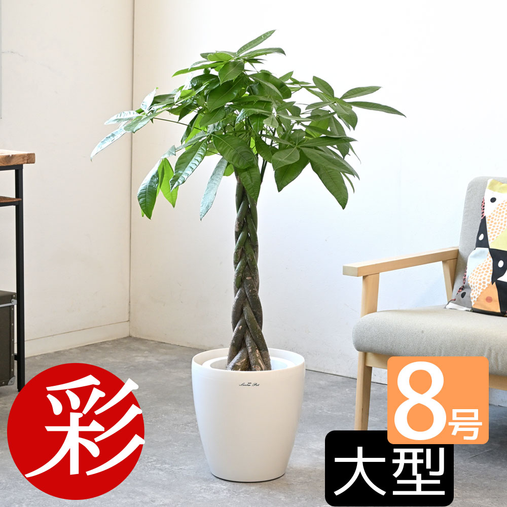 選べる 8号鉢 観葉植物 鉢カバー付