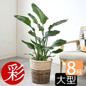 観葉植物 本物 ストレリチア・オーガスタ 8号 選べる鉢カバー付 送料無料 インテリア アジアン おしゃれ 人気 引越し祝い 開店祝い 移転祝い 新築祝い 転居祝い お祝い 大型 ビジネス 室内 オフィス ギフト プレゼント 母の日