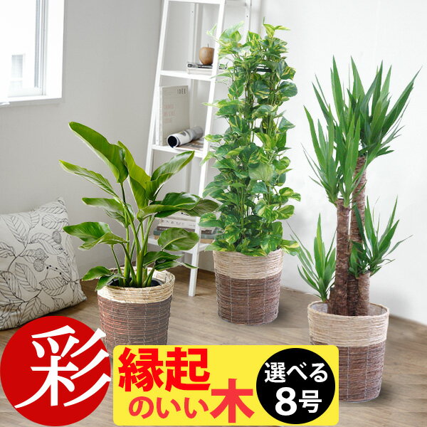 限定クーポン配布中 観葉植物 6種類の樹種から選べる 8号 鉢カバー付セット 幸福の木 ユッカ ストレリチア オーガスタ パキラ ポトス タワー仕立て ゲッキツ インテリア おしゃれ 開店祝い 大型のレビュー クチコミとして参考になる投稿1枚