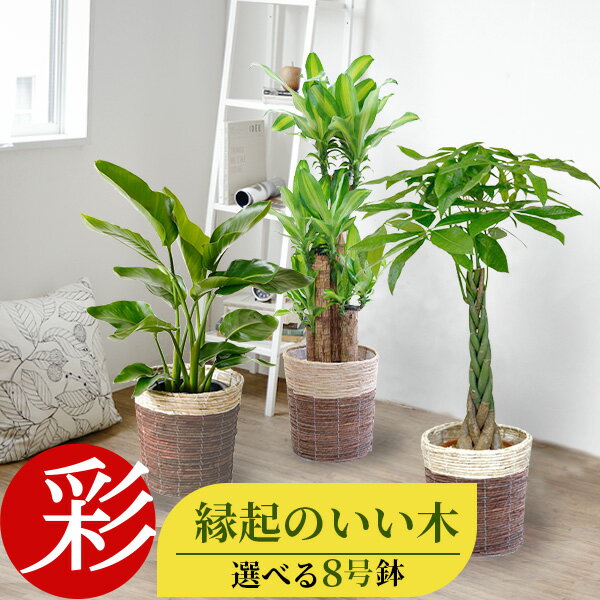 観葉植物 8種類の樹種から選べる 縁起のいい木 8号 鉢カバー付セット 幸福の木 ユッカ ストレリチア・オーガスタ ポトス タワー仕立て ゲッキツ サンスベリア アレカヤシ パキラ インテリア おしゃれ 開店祝い 移転祝い 大型 室内 ギフト プレゼント